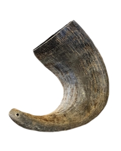 Tailfin Pet Co Water Buffalo Horn Dog Chew